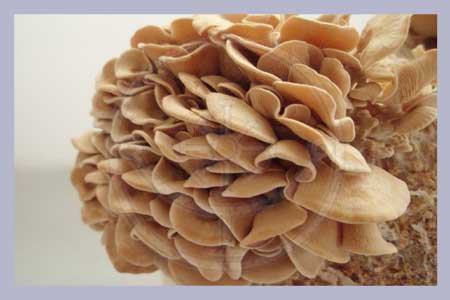 Panellus stipticus | Luminescent Panellus Spawn-Dowels