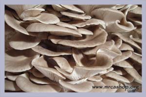 Pleurotus pulmonarius var. sajor-caju Spore Syringe