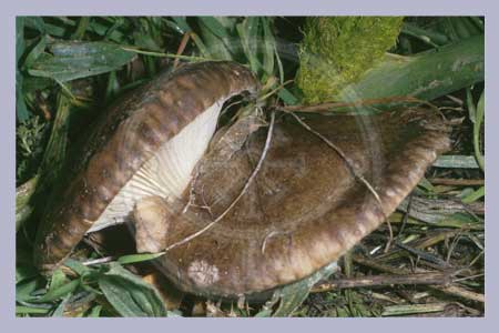 Pleurotus ferulae | Ferulae mushroom
