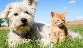 Vital Mushrooms for Pets