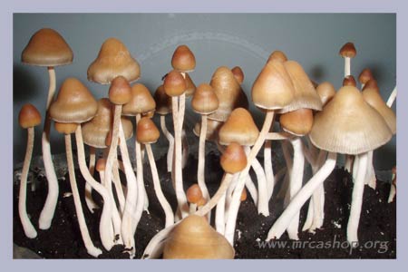 Spore Syringe Psilocybe Mexicana