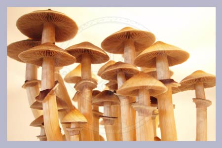 Spore Syringe Cubensis A-Strain
