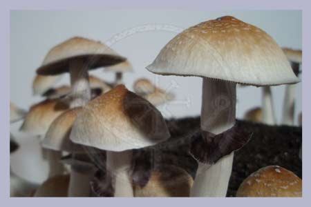 Spore Syringe Cubensis Acadian Coast (Louisiana, USA)