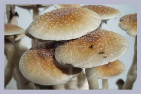Spore Print Cubensis Blue Meanie