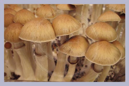 SPECIAL OFFER 5 x Spore Print Cubensis Chile