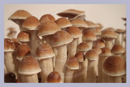Spore Syringe Cubensis Colorado