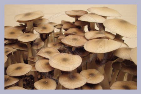 Spore Syringe Cubensis Elephant Dung