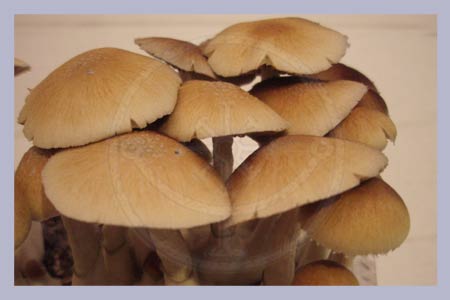 Spore Syringe Cubensis Golden Teacher