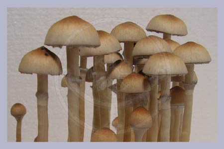 Spore Print Cubensis Na Muang