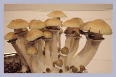 Spore Syringe Cubensis Panama