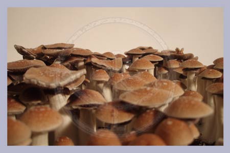 Spore Syringe Cubensis Peru