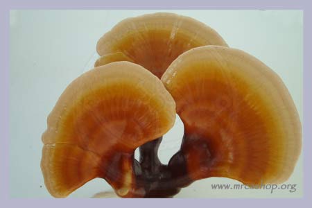 Reishi Ganoderma Lucidum Powder-Pills 120 pcs.