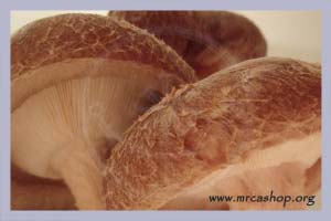 Lentinula edodes | Shiitake