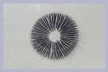 *Spore Prints Pack - 3 x Exotic
