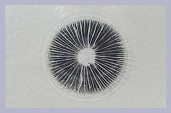 Mushroom Spore Prints