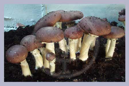 Stropharia rugoso annulata | King Stropharia Outdoor Spawn-Bag