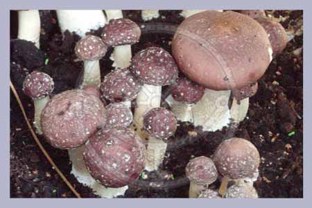 Stropharia rugoso annulata | King Stropharia Grain Spawn 2,5 l