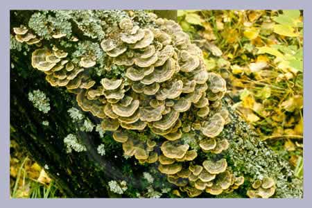 Trametes Versicolor Powder-Pills 120 pcs.