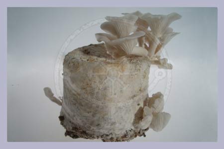 Hypsizygus ulmarius | Elm Oyster | Spore Syringe