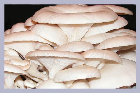 Hypsizygus ulmarius | Elm Oyster Grain Spawn 2,5 l