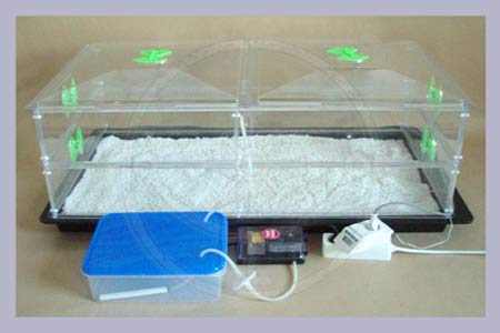 3 Mushroom Mega Growkit