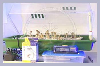 Grow Kits