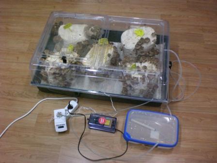 Mushroom Maxi Grow Kit